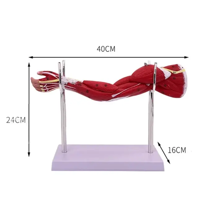 Anatomie musculaire du bras des membres 40x20x16cm