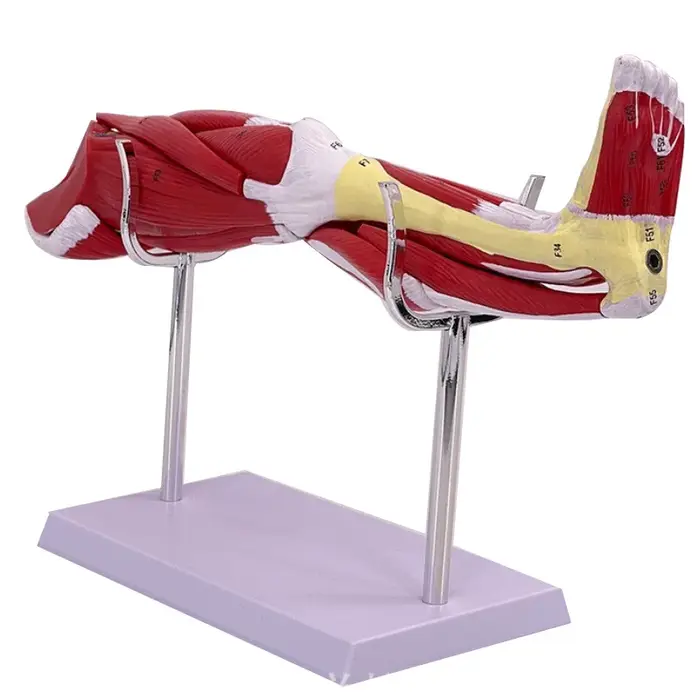 Anatomie musculaire du bras des membres 40x20x16cm