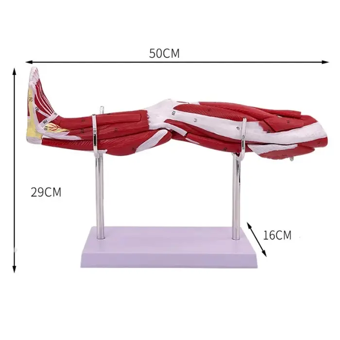 Anatomie musculaire du bras des membres 40x20x16cm
