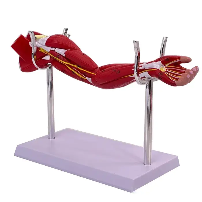 Anatomie musculaire du bras des membres 40x20x16cm