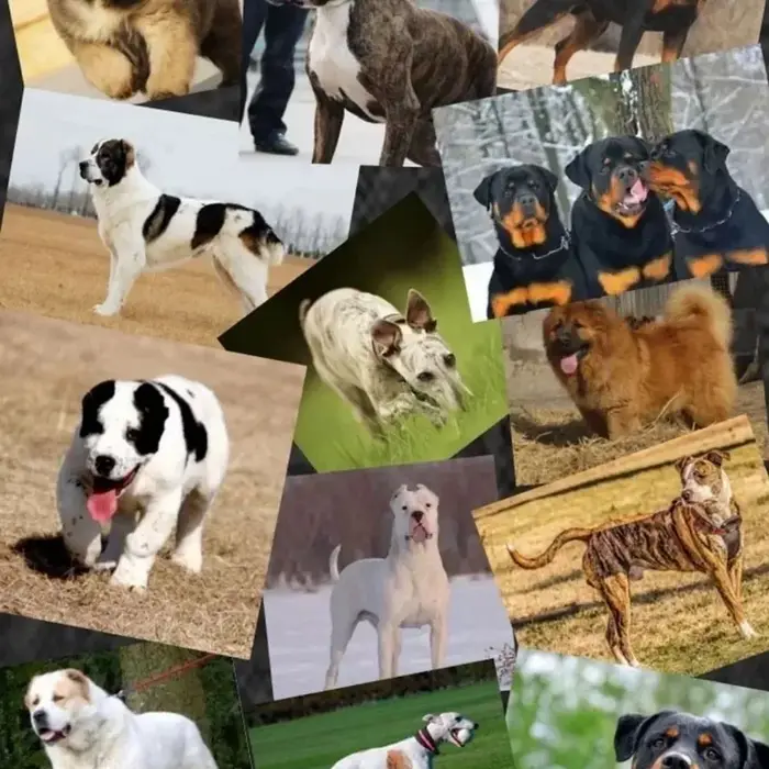 Poudre de protéines de lactosérum Bulldog Muscle Builder 1 kg Bully-pitbull