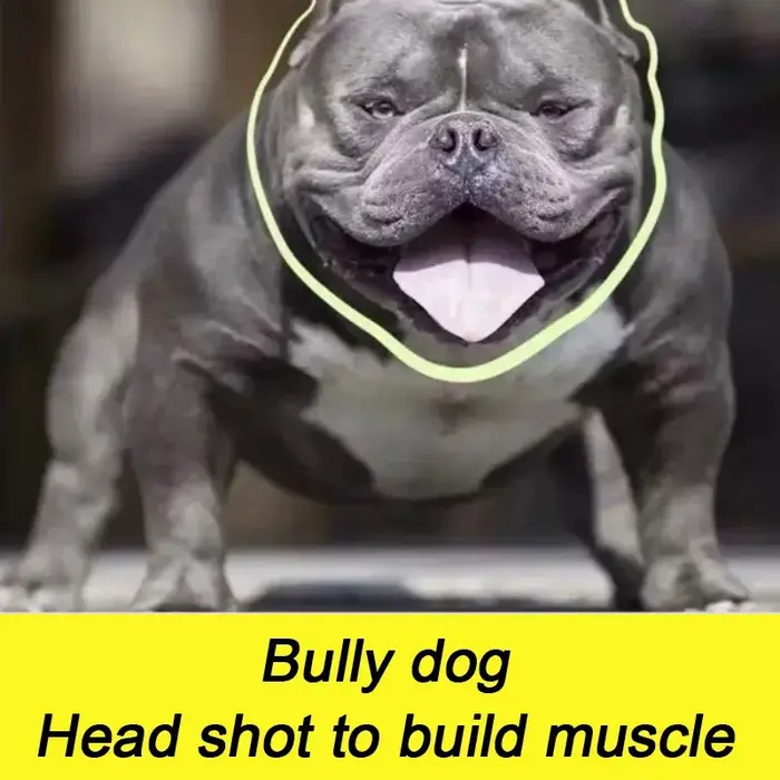 Poudre de protéines de lactosérum Bulldog Muscle Builder 1 kg Bully-pitbull